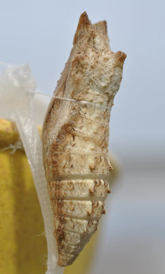 The crysalis of a black swallowtail butterfly