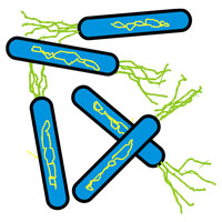 coreldraw illustration of rod shaped bacteria