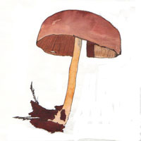 watercolor illustration of a mushroom