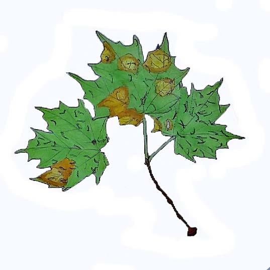 watercolor illustration of a leaf with brown spots