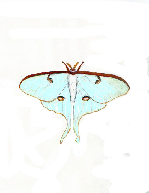watercolor illustration of a lunar moth