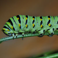parsley caterpillar, the larvae of a black swallowtail butterfly