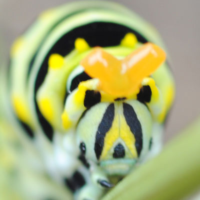 A swallowtail larvae trying to ward off danger with its osmeterium.