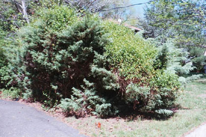 honeysuckle covering a juniper
