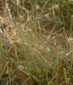 brown patch on turf