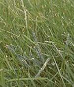 slime mold on turf