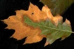 bacterial leaf scorch on oak