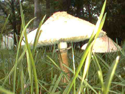 photo of green-spored Lepiota