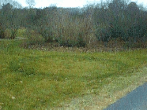 fairy ring in turf