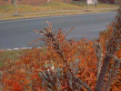 sawfly destruction on mugo pine