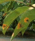 photo of cedar apple rust on apple tree