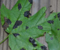 tar spot on maple leaf