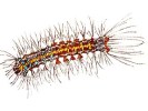 watercolor illustration of a gypsy moth caterpillar