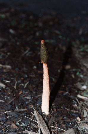 dog stinkhorn fungi