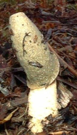 photo of Phallus ravenelii